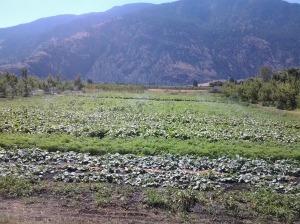 Klippers crops in the hot, dry, fertile Okanagan